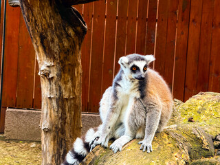 Ring-tailed lemur sitting on stone surface. Balance, adaptation, and survival behavior of primates in natural and controlled environments.