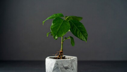 Small plant in a gray concrete pot