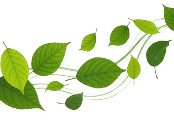 Fototapeta premium Fresh Green Leaves with White Stripes on Transparent Background