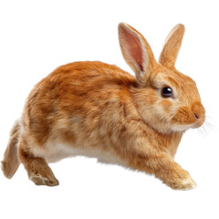 Naklejka premium Adorable brown rabbit hopping in a grassy field showcasing its vibrant fur and playful nature in bright daylight