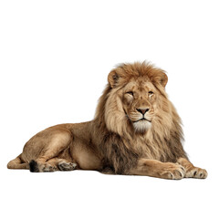 Obraz premium Majestic lion resting gracefully, showcasing its thick mane and proud demeanor in a serene environment