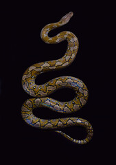 reticulatus python