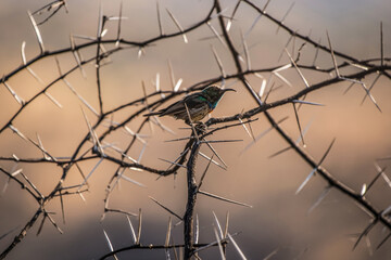 Colibri perché dans un acacia