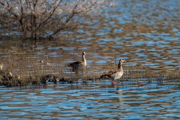 Canards du Cap, adultes et poussins