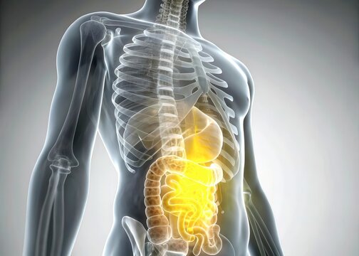x-default Human Digestive System Anatomy