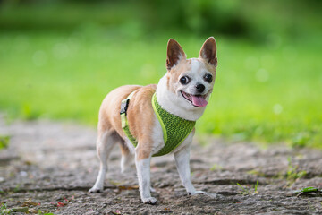 Fawn and white Chihuahua Dog on Walk Outdoors in Park A shorthair apple head Chihuahua standing in park. 