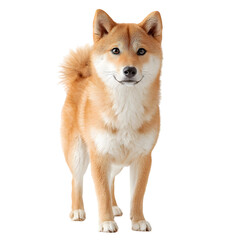 Playful Shiba Inu Dog Standing Upright on White Background