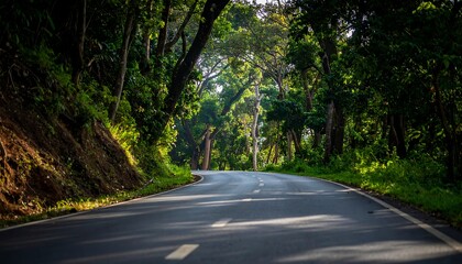 Fototapeta premium A winding asphalt road meanders through a lush, verdant forest, bathed in the soft, natural light of a tranquil morning.