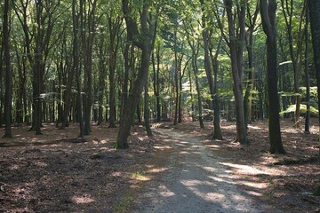 A peaceful quiet in the beautiful forest