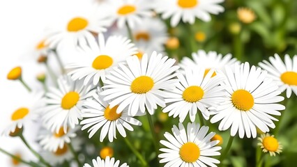 Fototapeta premium A delicate arrangement of fresh daisies bathed in sunlight, evoking purity and natural beauty.