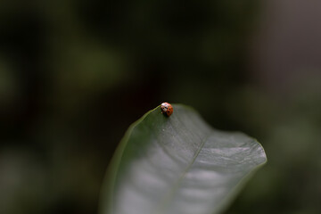 ladybug(ladybird) on a leaf