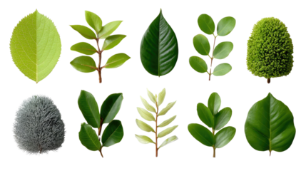 A Variety of Leaves: A visual guide showcases a diverse array of vibrant green leaves, perfect for illustrating botanical variations. Each leaf, in its unique shape and form.