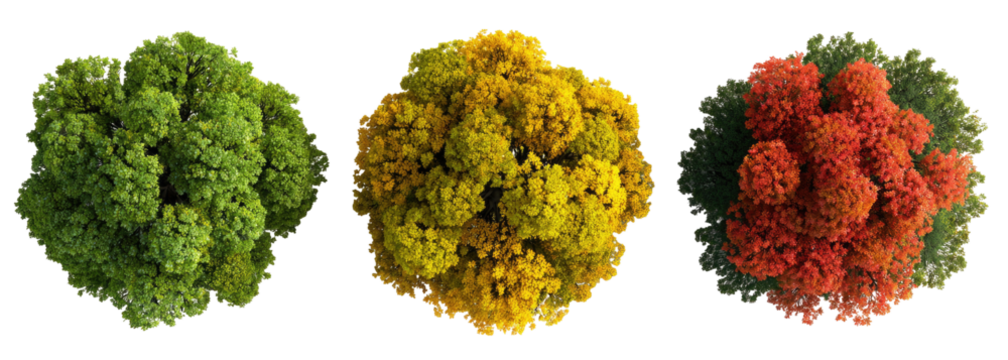 Autumnal Canopy - Powered by Adobe