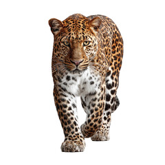 Fototapeta premium Leopard in profile