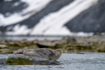 Fototapeta premium Harbor seal resting on a rock in the icy fjords of Svalbard, a serene glimpse into the Arctic’s untouched wilderness.