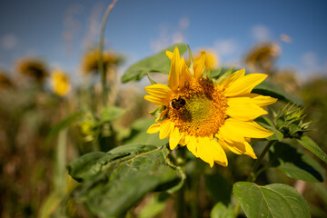 Bumble bee sunflower 