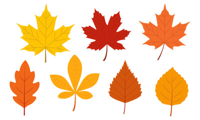 Set of autumn leaves from different trees, oak, maple, chestnut. Simple, yellow, red, orange fall leaf set for pattern, banner, sticker, Hello autumn card. Flat vector illustration on white background