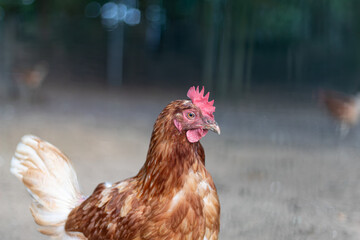 chicken in the farm