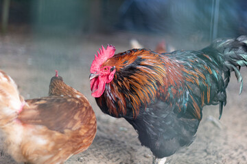 rooster in a farm