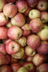 Basket full of red apples in countryside