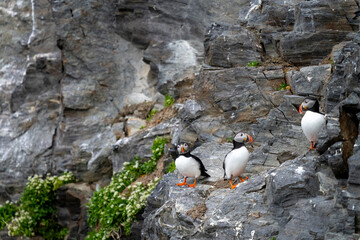 Atlantic puffins on Svalbard cliffs, iconic Arctic seabirds with colorful beaks, nesting in...
