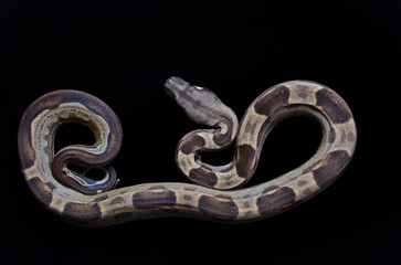 boa constrictor