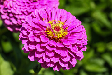 pink zinnia flower in full bloom (zinnia elegans)