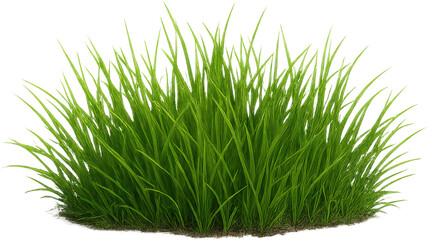 Grass patch transparent background