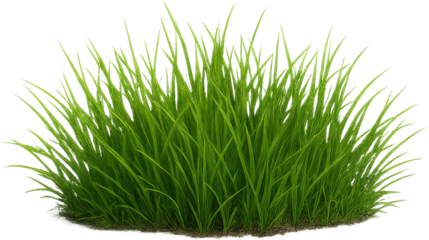 Grass patch transparent background