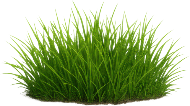 Grass patch transparent background