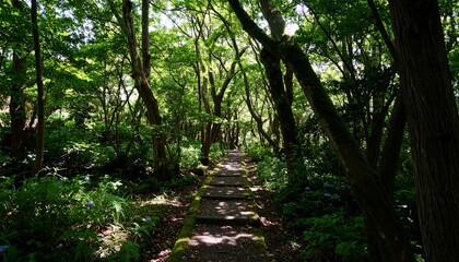 Lush forest path (1)
