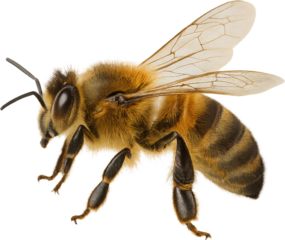 Bee transparent background