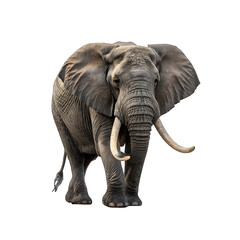 Obraz premium elephant isolated on transparent 