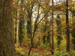 Autumn forest