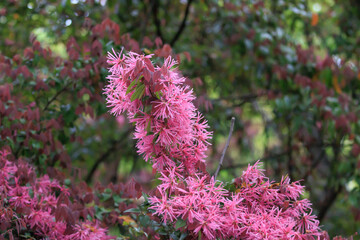 トキワマンサク