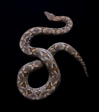 dumeril boa