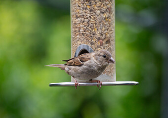 ein spatz auf einer futtersäule