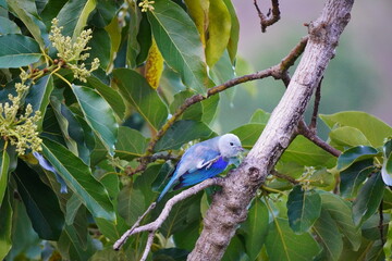 The blue-gray tanager is sitting on a brown tree branch in a green wood - close up. Trinidad and Tobago, Tobago, Castara, March 25, 2025.