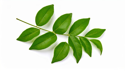 Fresh green branch with leaves on a clean white background, studio shot