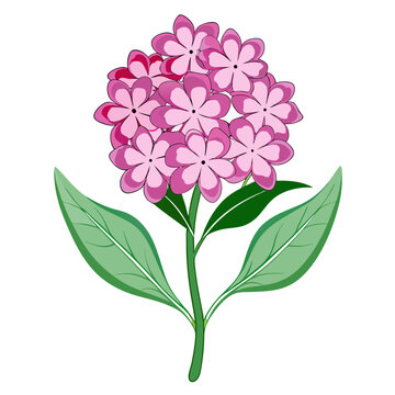 verbena hastata flower  vector illustration isolated obn white background