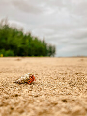 A hermit crab emerges from its shell, crawling on the sandy beach with a backdrop of trees and cloudy skie