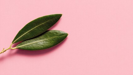 Two dark-green, glossy leaves on a pale pink background, angled slightly, with ample negative space to the right.  Minimalist botanical image