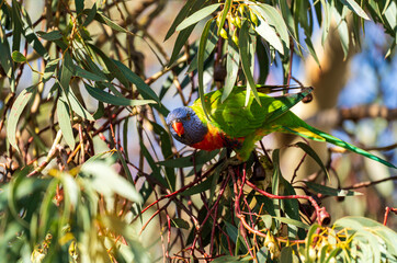 The rainbow lorikeet, Trichoglossus moluccanus is a species of parrot found in Australia.