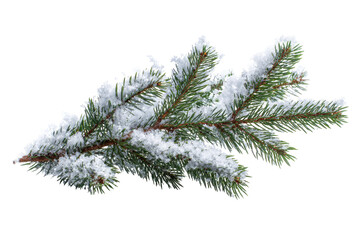 A snow-covered pine branch