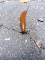 Close view of an orange slug moving across a cracked asphalt path with feelers extended, urban wildlife on pavement