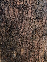 tree bark texture