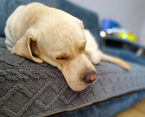 golden labrador retriever peacefully sleeping on soft gray blanket over blue sofa ideal for pet...