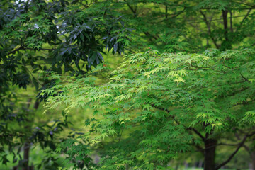 春のカエデ
