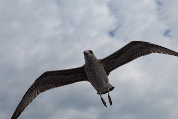 seagull in the flight