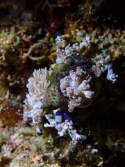 Fototapeta premium coral reef with fish